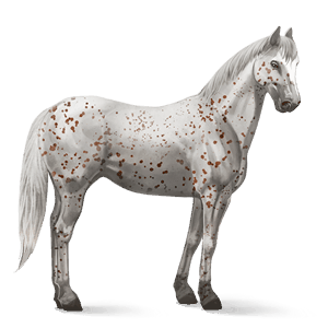 ratsuhevonen appaloosa rautias, leopardikuvio