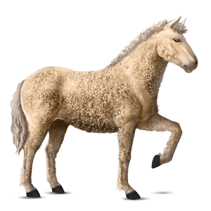 ratsuhevonen american bashkir curly palomino