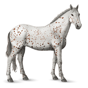 ratsuhevonen appaloosa rautias, leopardikuvio