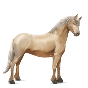 poni welshponi palomino