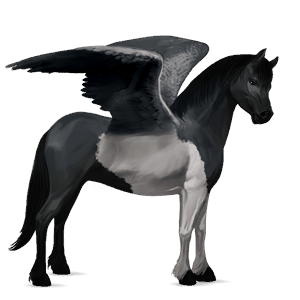 pegasosponi shetlanninponi mustankirjava, tobiano