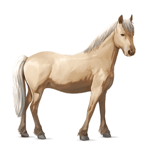 poni palomino