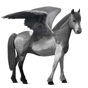 pegasosponi shetlanninponi liinakko