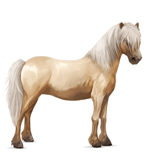 poni kerryboginponi palomino