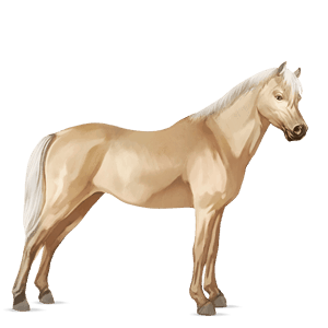 poni kerryboginponi palomino