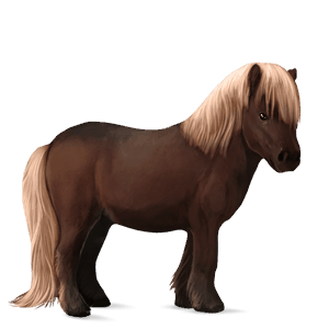 poni shetlanninponi palomino