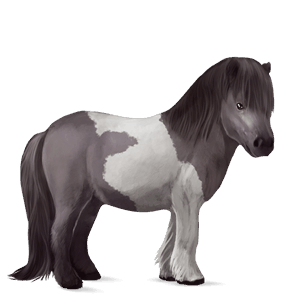 poni shetlanninponi ruunikko