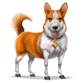 villihevonen welsh corgi